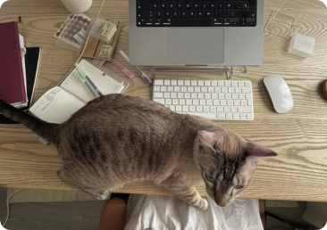 Gato sobre el regazo junto al ordenador de una mesa de trabajo.