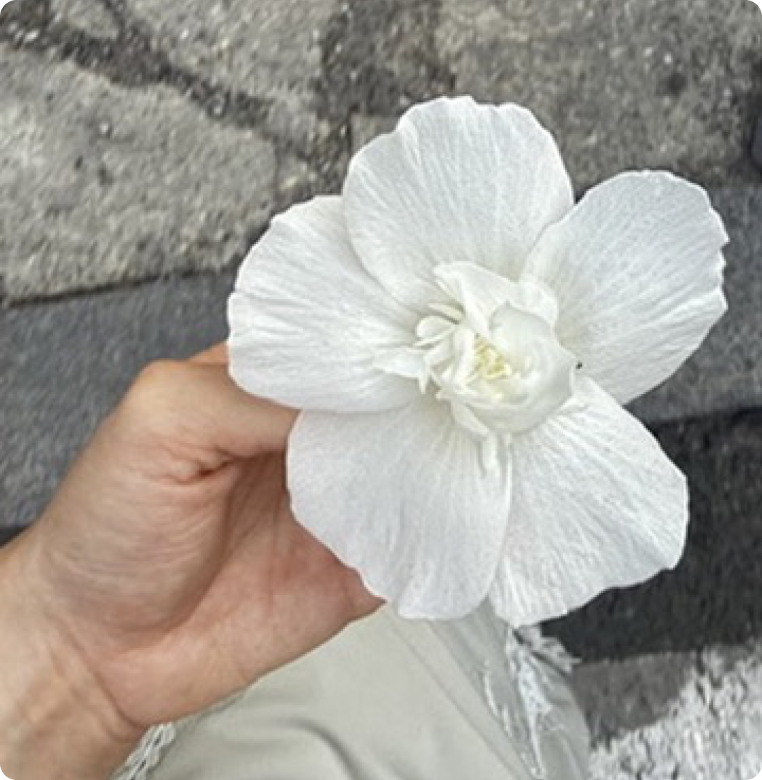 Mano sujetando una flor blanca frente a un muro de piedra.